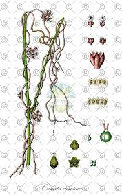 Attēlu rezultāti vaicājumam “Cuscuta europaea fruit”