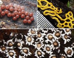 Attēlu rezultāti vaicājumam “Comatricha meandrispora macro”