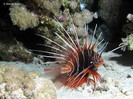 Image result for Pterois radiata