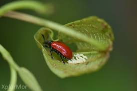 Attēlu rezultāti vaicājumam “Cribraria rubiginosa macro”