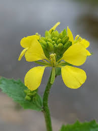 Attēlu rezultāti vaicājumam “Sinapis arvensis flower”