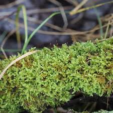 Attēlu rezultāti vaicājumam “Hypnum cupressiforme var. subjulacum”