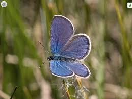 Attēlu rezultāti vaicājumam “Vacciniina optilete underside”