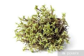 Attēlu rezultāti vaicājumam “Pleurozium schreberi”