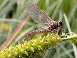 Attēlu rezultāti vaicājumam “Siphlonurus”