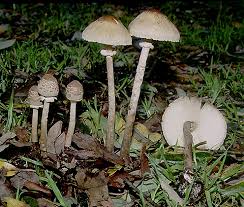 Attēlu rezultāti vaicājumam “Macrolepiota”