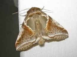 Attēlu rezultāti vaicājumam “Habrosyne pyritoides”