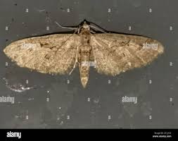 Attēlu rezultāti vaicājumam “Eupithecia pusillata”