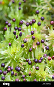 Attēlu rezultāti vaicājumam “Sphagnum quinquefarium”