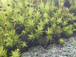 Attēlu rezultāti vaicājumam “Aulacomnium androgynum”