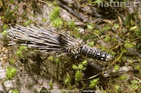 Attēlu rezultāti vaicājumam “Psychidae”