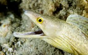 Image result for Gymnothorax vicinus