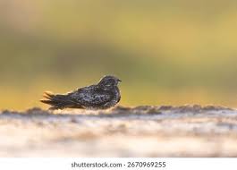 Image result for Chordeiles minor