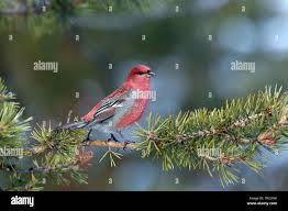 Image result for Pinicola enucleator