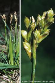 Attēlu rezultāti vaicājumam “Carex ornithopoda leaf”