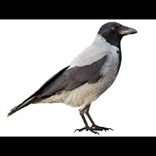 Attēlu rezultāti vaicājumam “Corvus cornix juvenile”