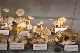 Attēlu rezultāti vaicājumam “Diderma cingulatum young”