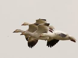 Image result for Anser caerulescens