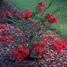 Image result for Lagerstroemia