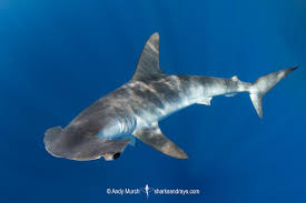 Image result for Sphyrna lewini