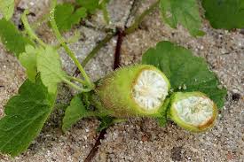 Attēlu rezultāti vaicājumam “Liposthenes glechomae”