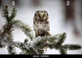 Attēlu rezultāti vaicājumam “Aegolius funereus adult”