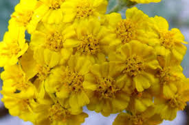 Attēlu rezultāti vaicājumam “Chara tomentosa”