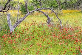 Image result for Gaillardia amblyodon