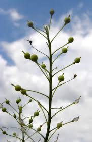 Attēlu rezultāti vaicājumam “Rorippa amphibia fruit”