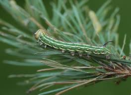 Attēlu rezultāti vaicājumam “Sphinx pinastri”