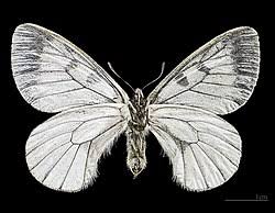Attēlu rezultāti vaicājumam “Parnassius mnemosyne underside”