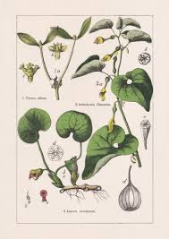 Attēlu rezultāti vaicājumam “Aristolochiaceae”