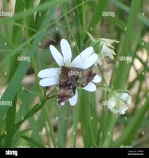 Attēlu rezultāti vaicājumam “Panemeria tenebrata”