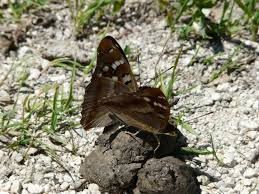 Attēlu rezultāti vaicājumam “Apatura ilia”