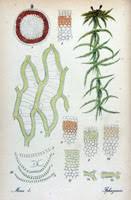 Attēlu rezultāti vaicājumam “Sphagnum contortum”