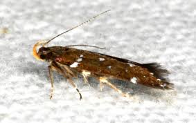 Attēlu rezultāti vaicājumam “Gelechia jakovlevi”