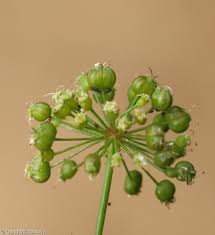 Attēlu rezultāti vaicājumam “Cicuta virosa”