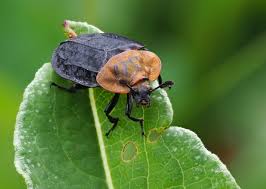 Attēlu rezultāti vaicājumam “Oiceoptoma thoracicum”