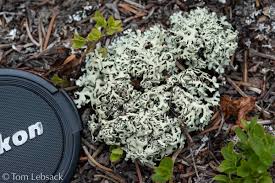 Attēlu rezultāti vaicājumam “Hypogymnia physodes”