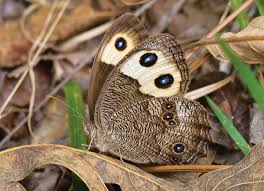 Attēlu rezultāti vaicājumam “nymph”