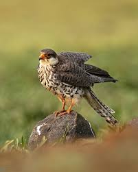 Image result for Falco amurensis