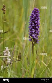 Attēlu rezultāti vaicājumam “Dactylorhiza majalis subsp. baltica leaf”