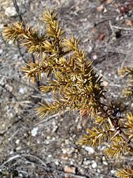 Attēlu rezultāti vaicājumam “Juniperus communis female flower”