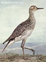 Image result for Bartramia longicauda