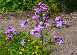 Attēlu rezultāti vaicājumam “Hesperis matronalis bud”
