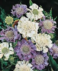 Image result for scabiosa caucasica