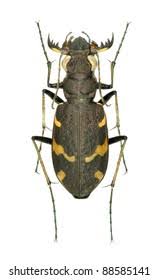 Attēlu rezultāti vaicājumam “Cicindela sylvatica imago”