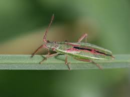 Attēlu rezultāti vaicājumam “Myrmus miriformis”