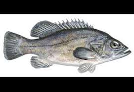 Image result for Polyprion americanus