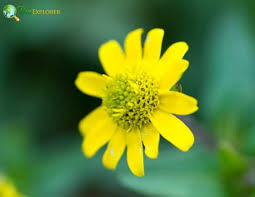 Image result for Sanvitalia procumbens